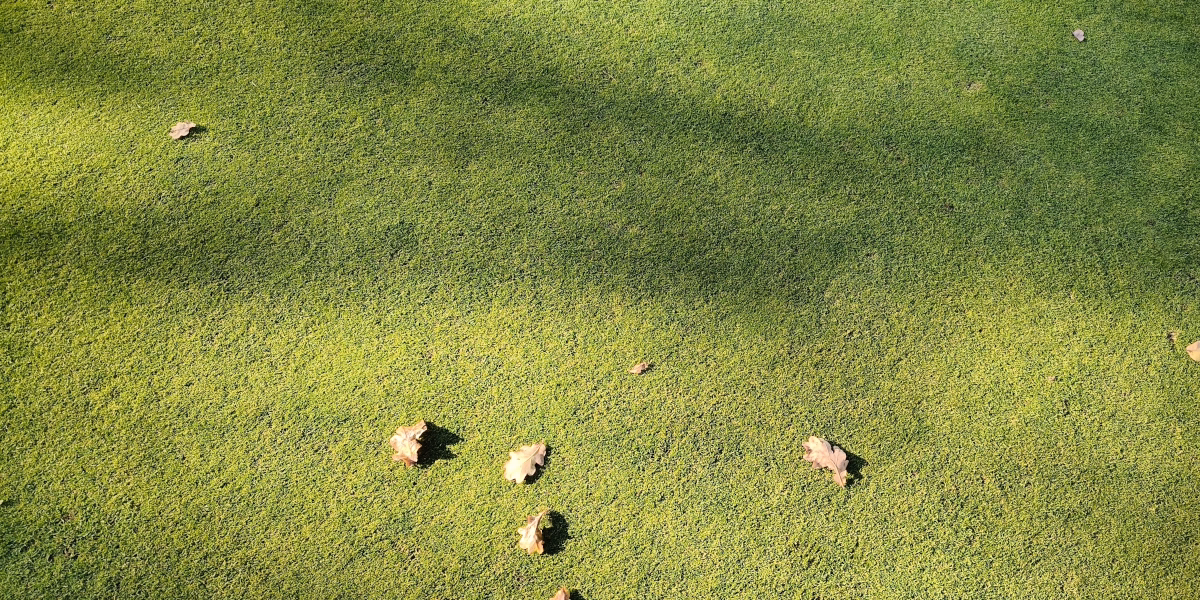 Golf green during a session for beginners